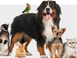 Bijoux cendres pour animal de compagnie