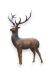 Sculpture en bronze représentant un cerf - disponibilité limitée