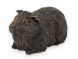Cochon d'Inde urne